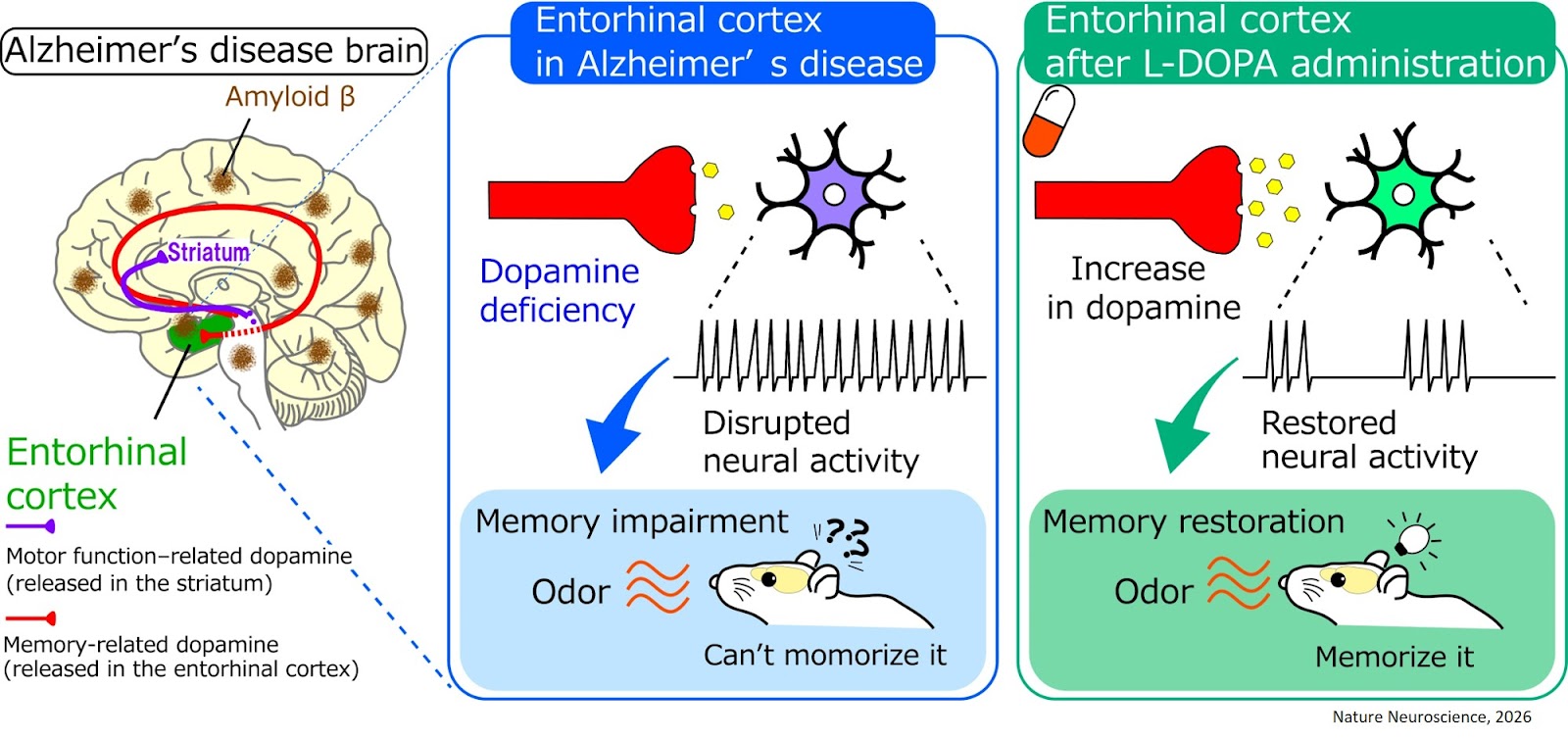 Early dopamine disruption in the entorhinal cortex of a knock-in model of Alzheimer’s disease