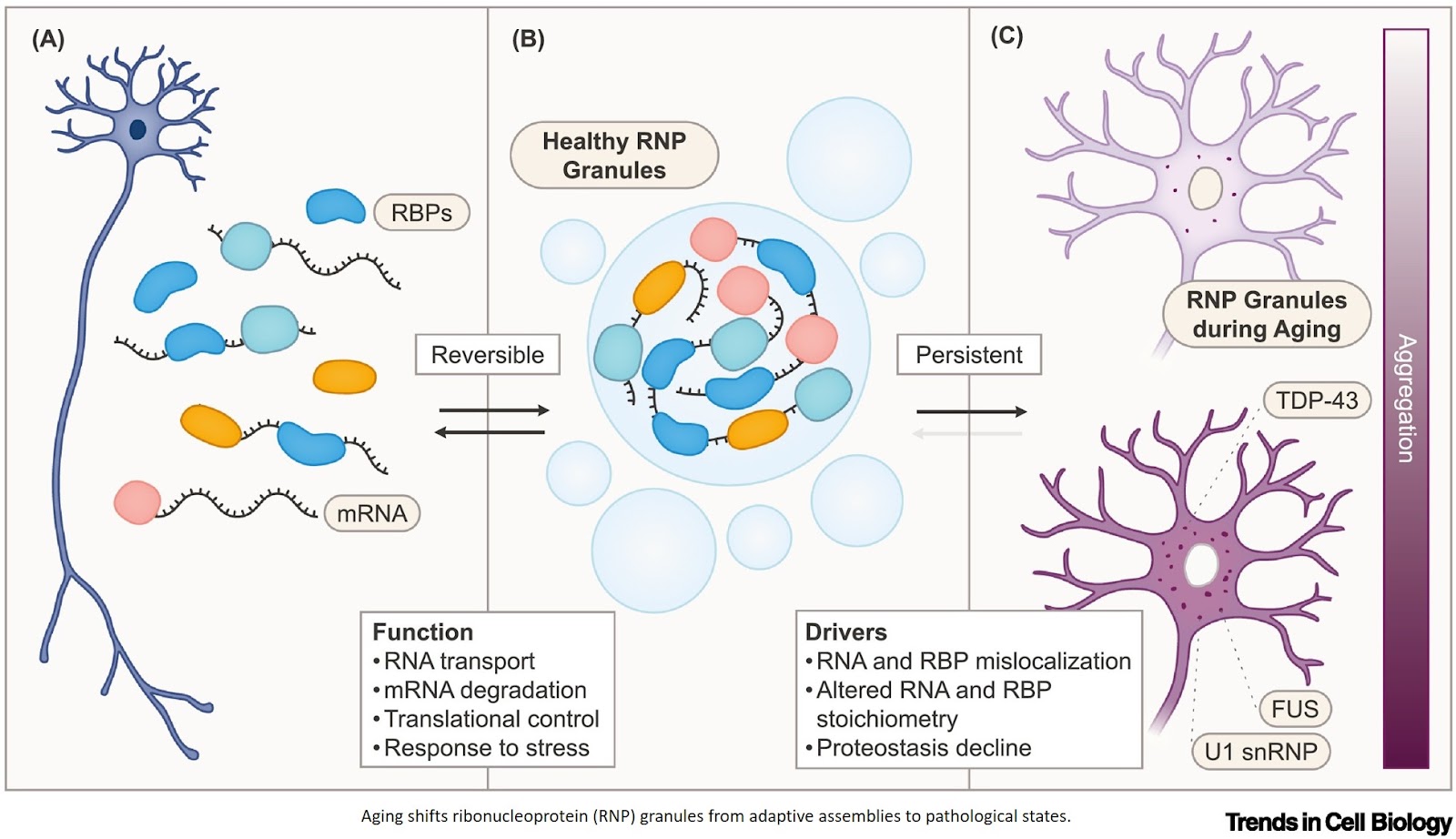 RNA dysregulation as a determinant of aging and neurodegenerative vulnerability