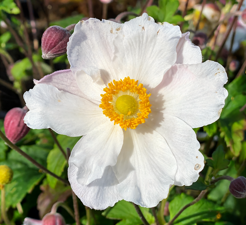 Anemone x hybrida 'Fantasy Elsa' con fiori rosa pallido in un giardino autunnale
