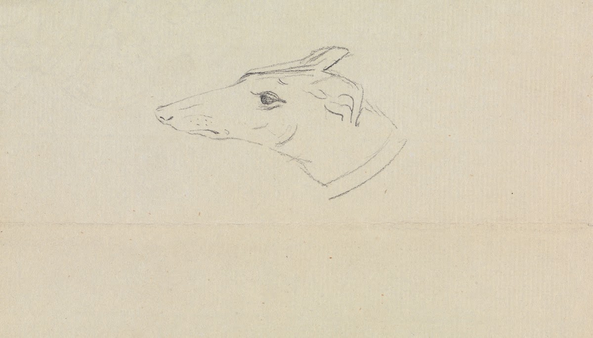 A Dogs Head