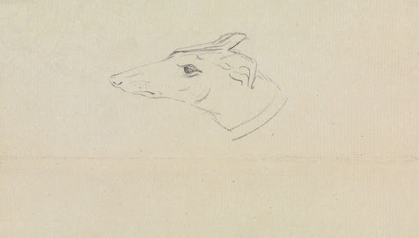 A Dogs Head