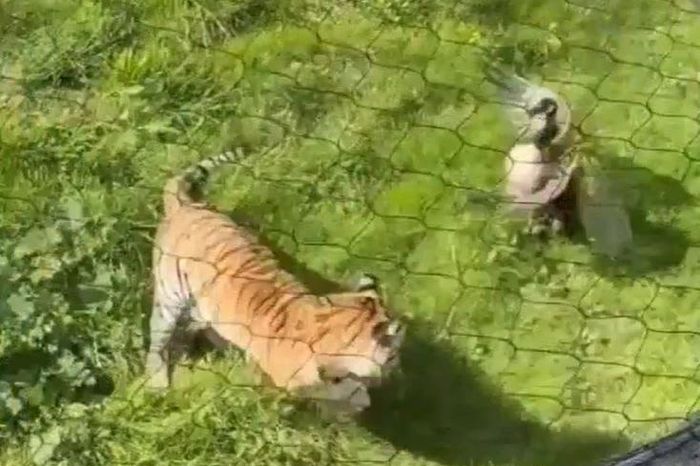 Cả sở thú sửng sốt khi ngỗng lao vào tấn công hổ - Tạp chí Doanh Nghiệp Việt Nam