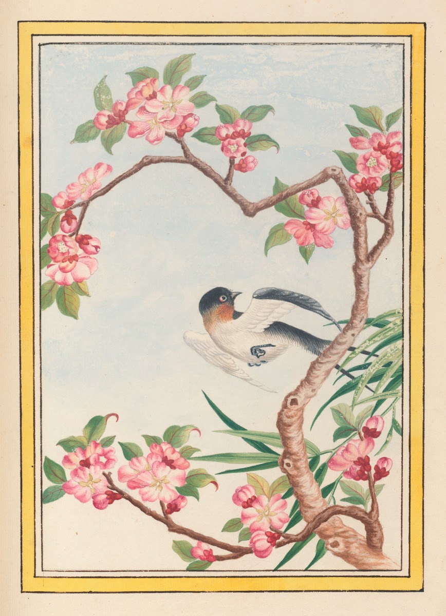 Plantes de Chine Pl050 1776