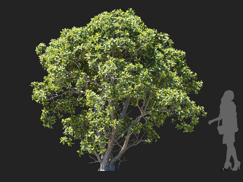 Maxtree - Plant Models Vol.112