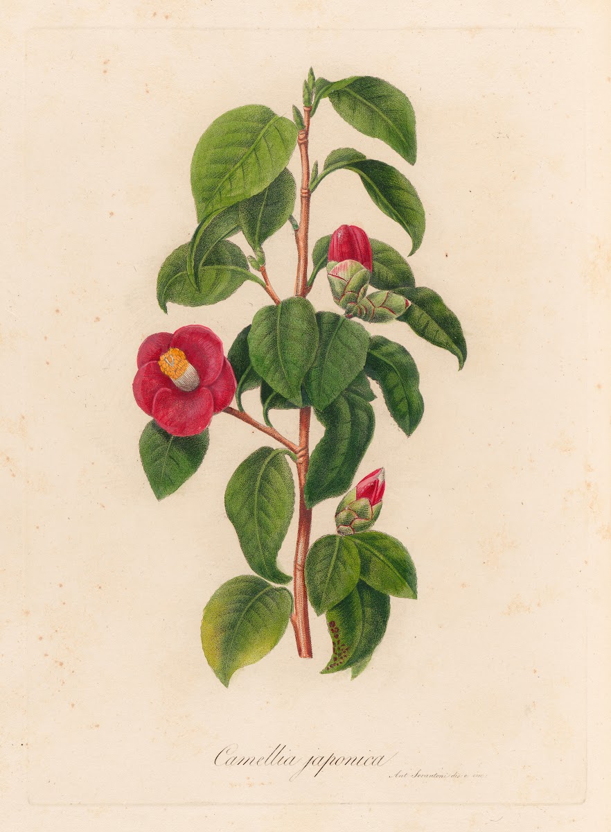 Camellia japonica 1818 1824