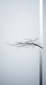 Minimal Conceptual Photo of a Bare Tree Branch Emerging from a White Corner