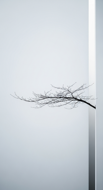 Minimal Conceptual Photo of a Bare Tree Branch Emerging from a White Corner - Free mobile Wallpaper