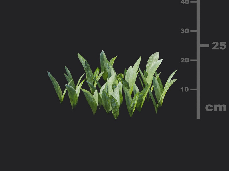 Maxtree - Plant Models Vol.116