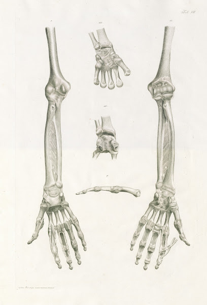 Floriani Caldani tabulae anatomicae ligamentorum corporis humani Pl07 1803