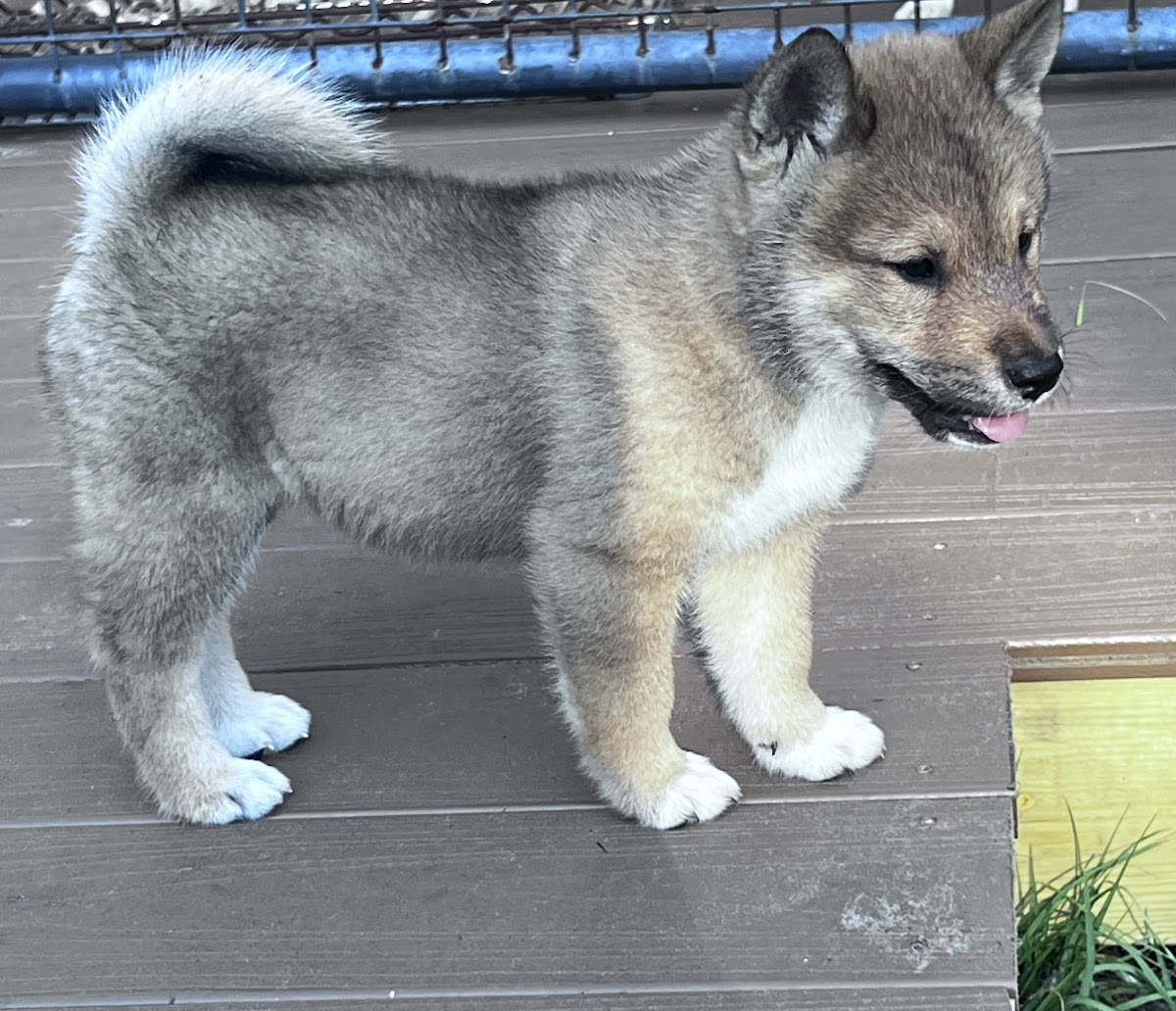 Shikoku puppy photo