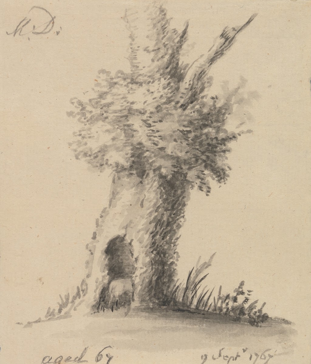 Hollow Tree 1767