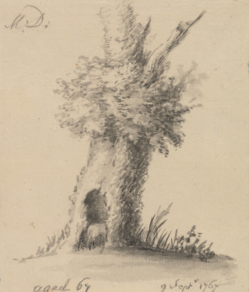 Hollow Tree 1767