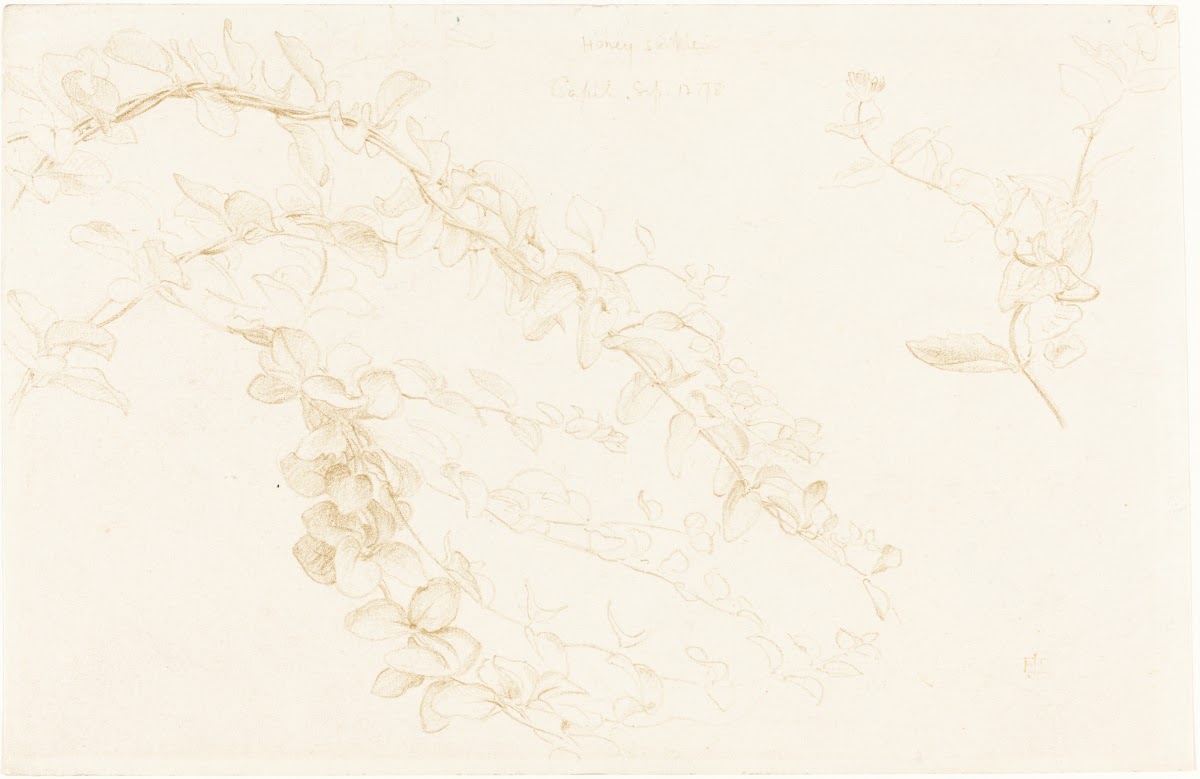 Honeysuckle 1878