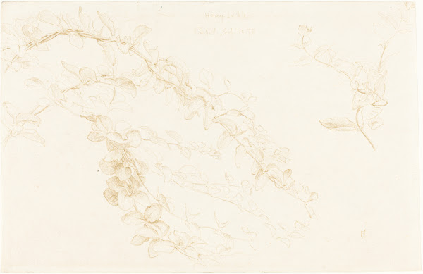 Honeysuckle 1878