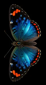Iridescent Blue Butterfly Wings Black Background