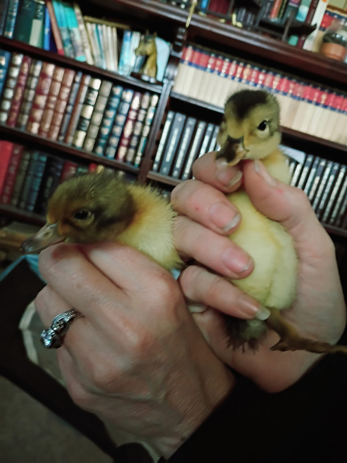 Silver Appleyard Duckling, Welsh Harlequin Duckling