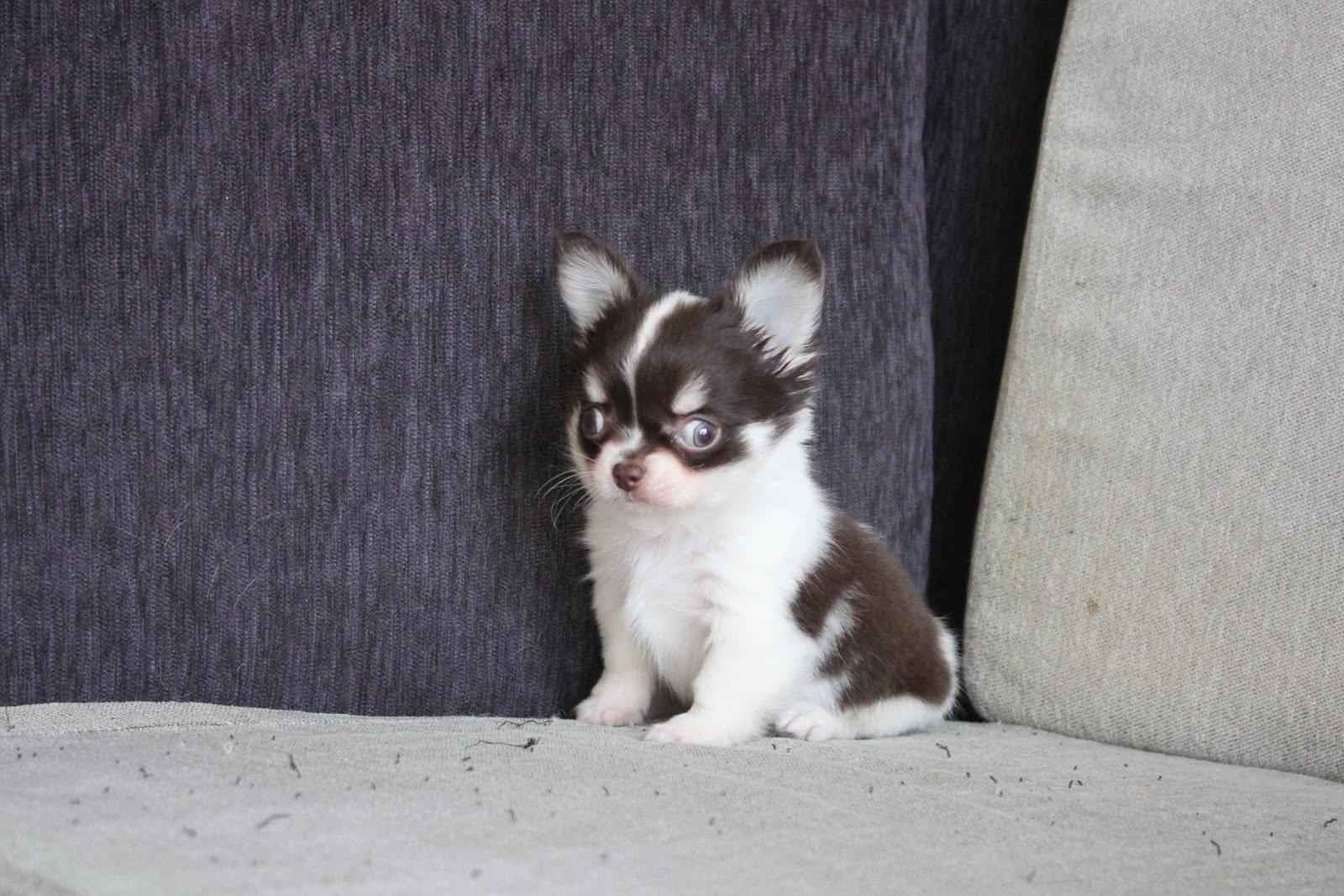 12/21出生 高端優質迷你長毛吉娃娃巧克力白花弟弟