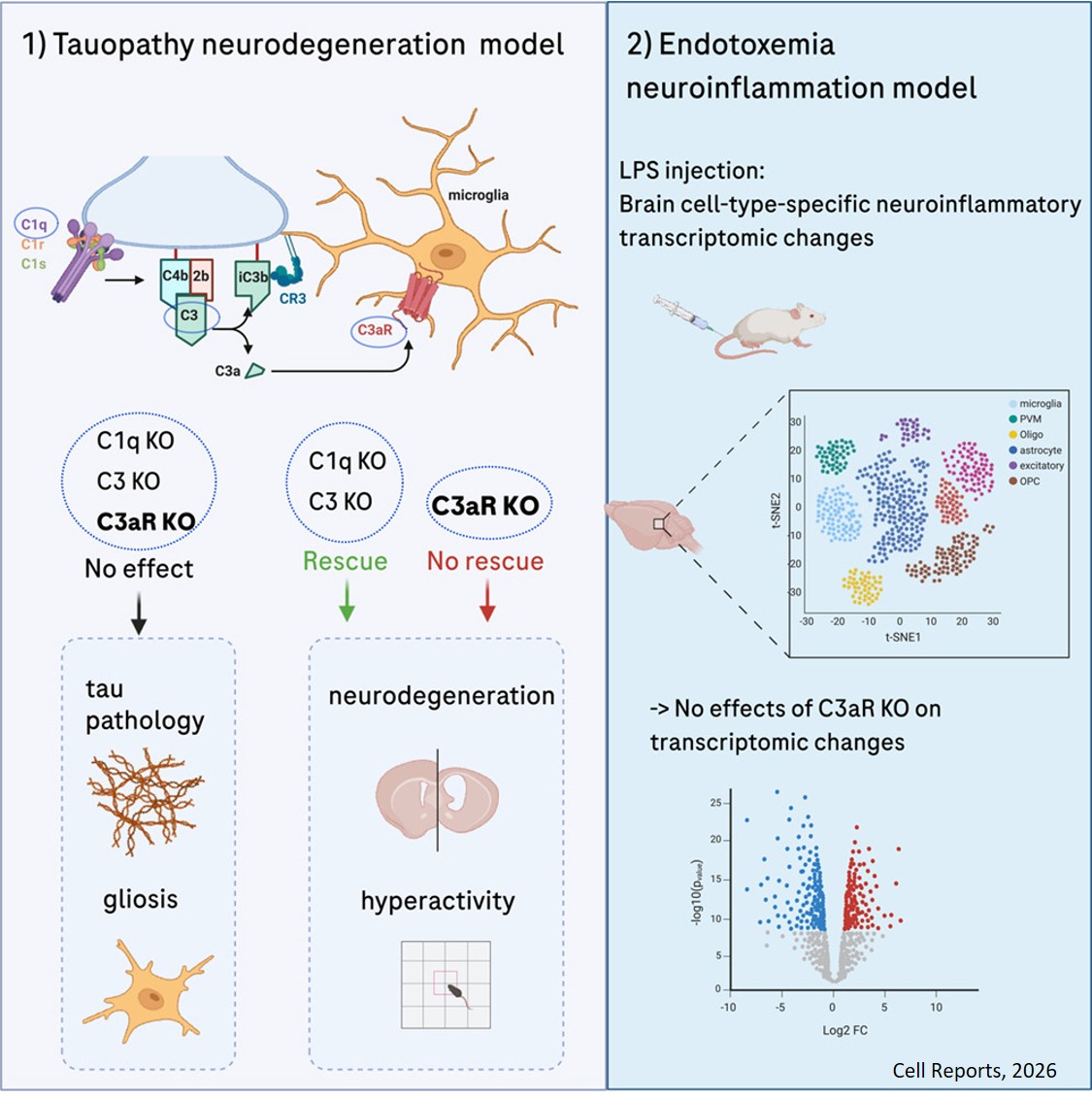 Complement C3aR deletion does not attenuate degeneration in a tauopathy model or alter acute inflammation-induced gene expression changes