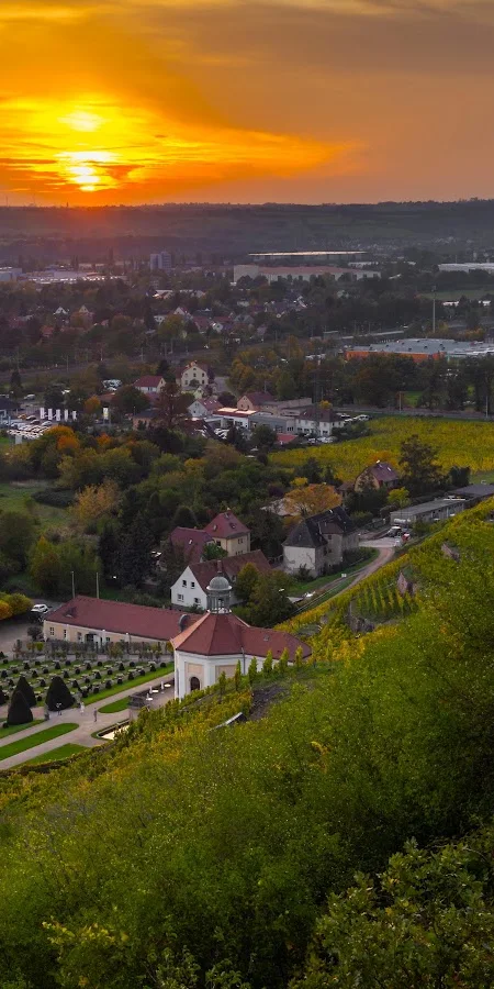 Schloss Wackerbarth Vineyard Sunset 5K Phone Wallpaper