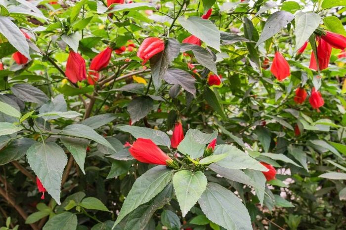 Bí mật thú vị loài hoa trồng làm hàng rào quen thuộc ở Việt Nam - Báo Tri thức &amp; Cuộc sống