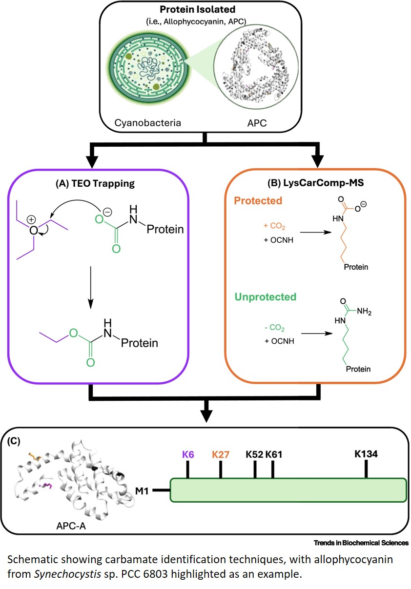 Protein regulation by carbamate post-translational modifications