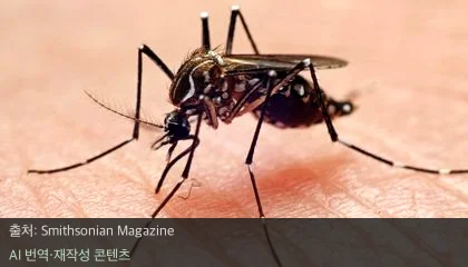 모기 퇴치 기술 - 구글의 3,200만 마리 모기 방출 계획, 혁신적 모기 퇴치 기술인가?