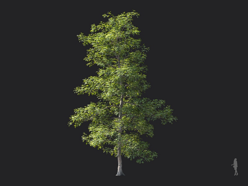 Maxtree - Plant Models Vol.124
