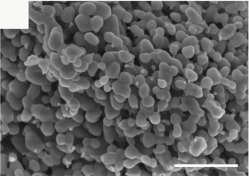Enhancing electrochemical performance and magnetic properties of FeVO4 nanoparticles by Ni-doping: The role of Ni contents