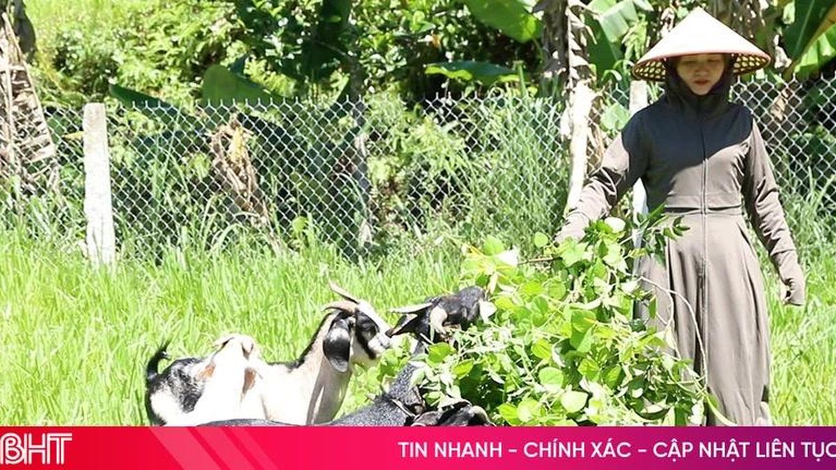 Cầu vượt cung, giá dê ở 'thủ phủ nuôi dê' Hà Tĩnh lập đỉnh - Báo Hà Tĩnh