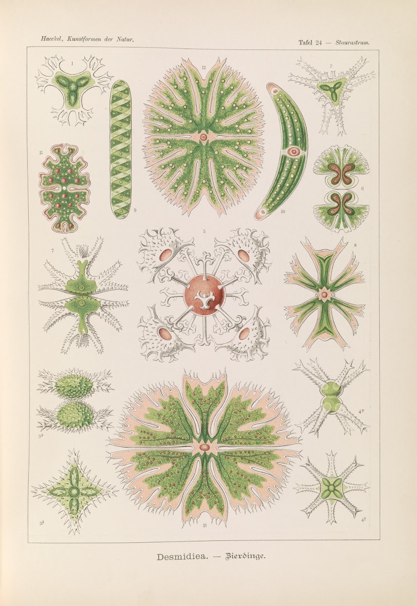 Desmidiea  Bierdinge 1904