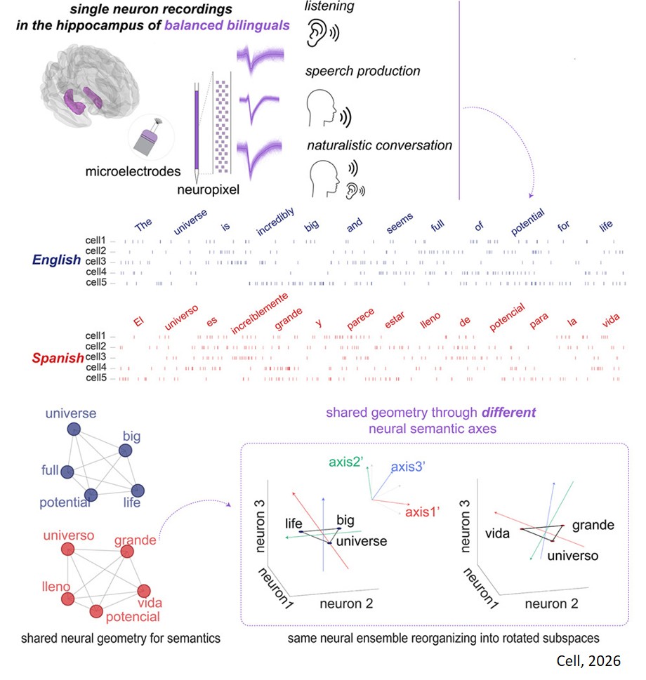 How bilingual brains navigate between languages?