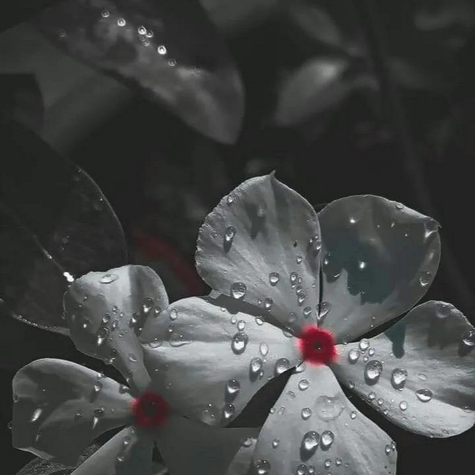 Download White Periwinkle Flowers With Raindrops iPhone