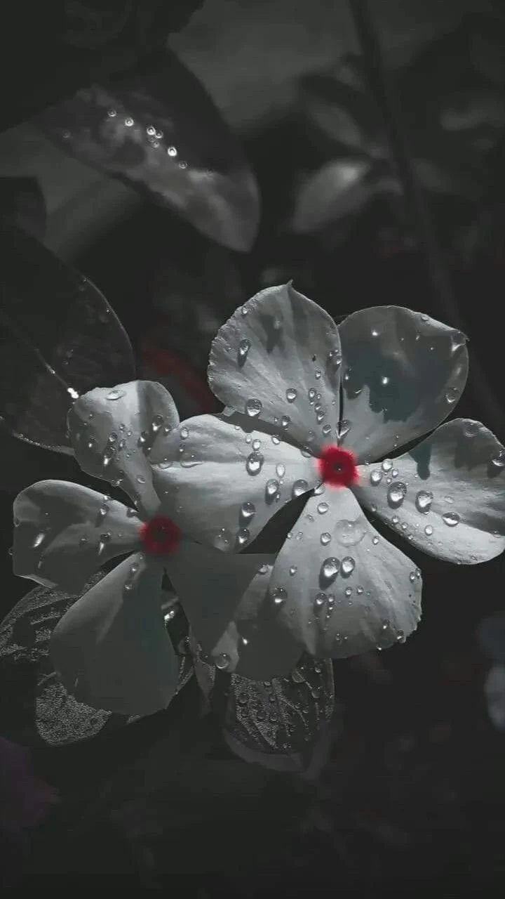White Periwinkle Flowers With Raindrops - Macro Photography iPhone Wallpaper (720x1280)