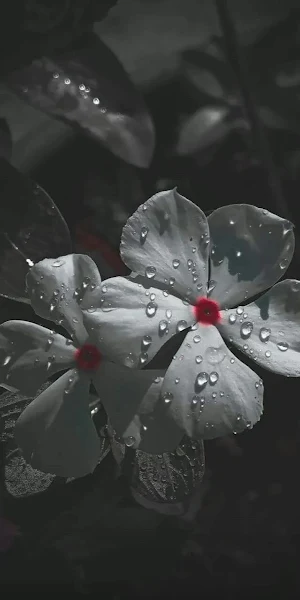 White Periwinkle Flowers With Raindrops iPhone Wallpaper Background