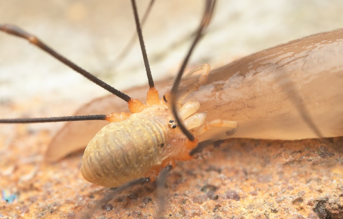 Opilio canestrinii