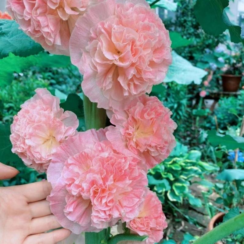 Stockrosensamen, gefüllt, mehrfarbig