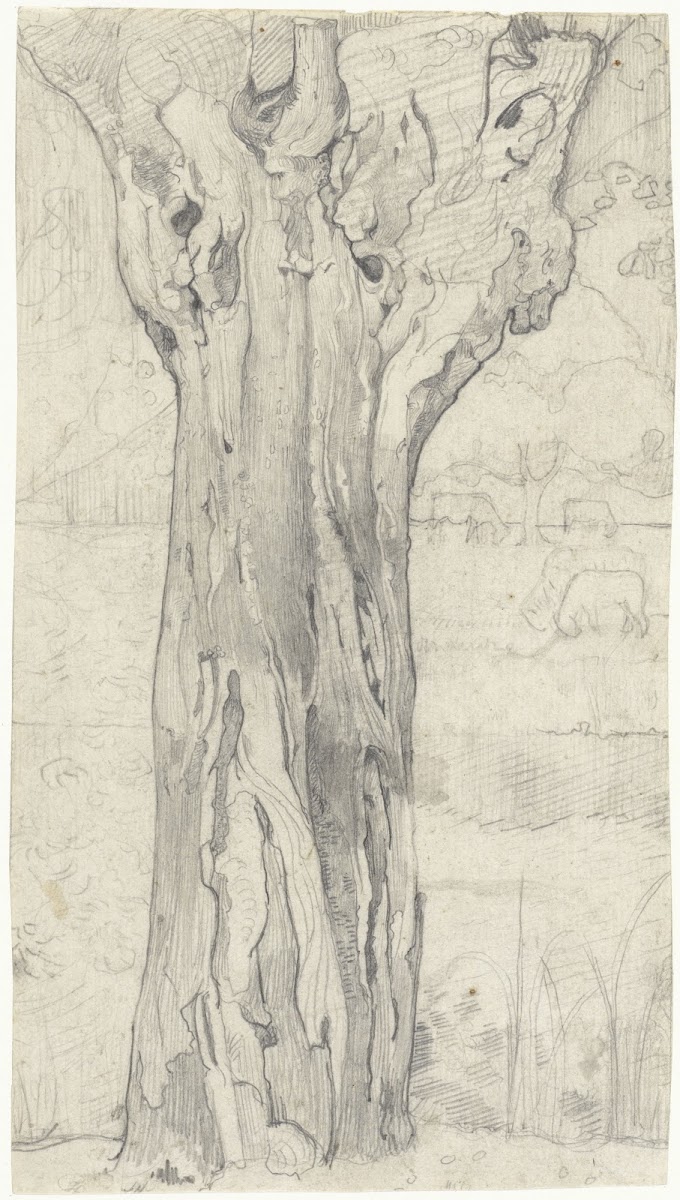 Knotwilg 1878   1938