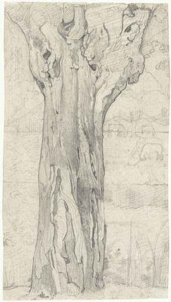 Knotwilg 1878   1938