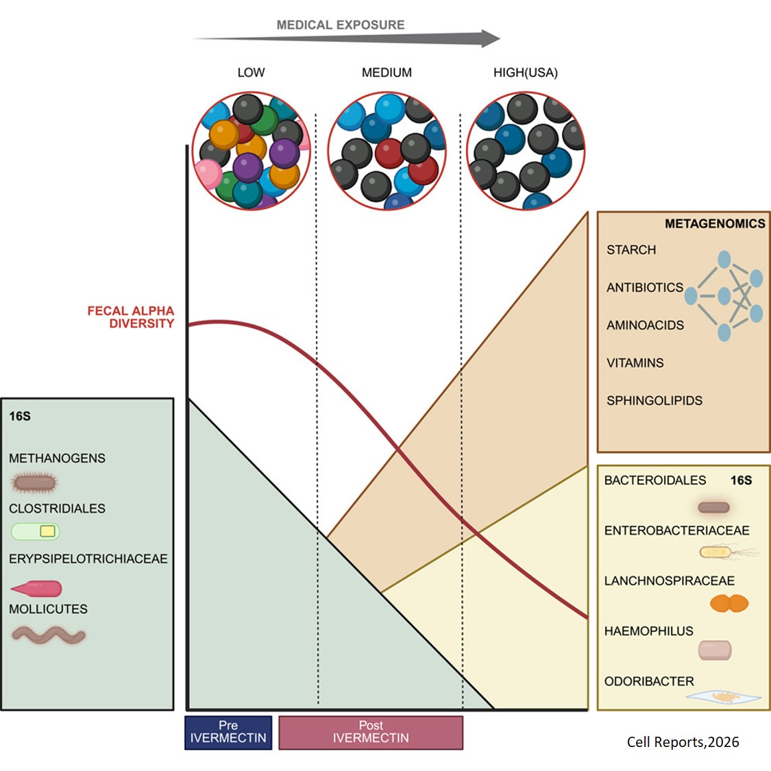 Rapid microbiome restructuring associated with medical exposure in remote Amazonian Indigenous communities