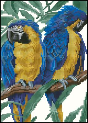 CMP 360078 Parrots