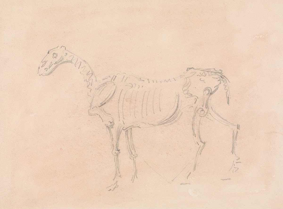 Horse Skeleton