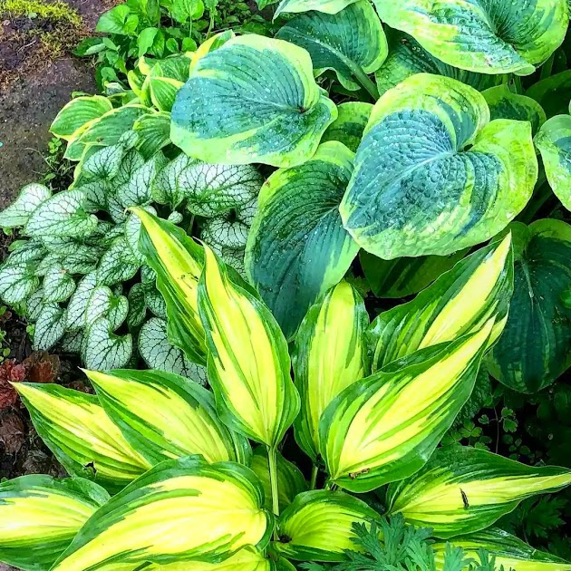 Diverse bonte hosta's en brunnera planten in de tuin