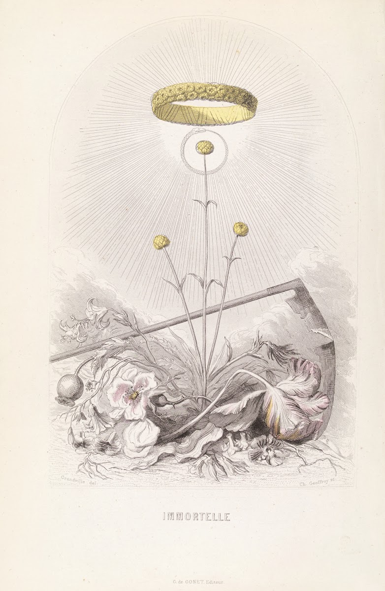 Immortelle 1840s