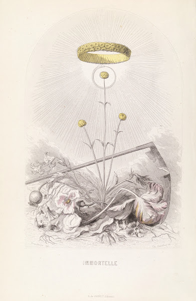 Immortelle 1840s