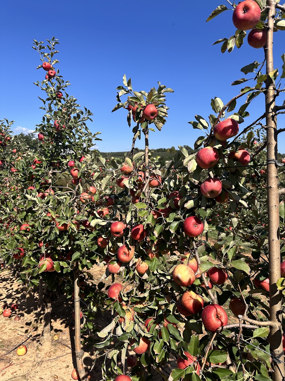 Apple orchard rows at Mercier Orchards near Blue Ridge, Georgia
