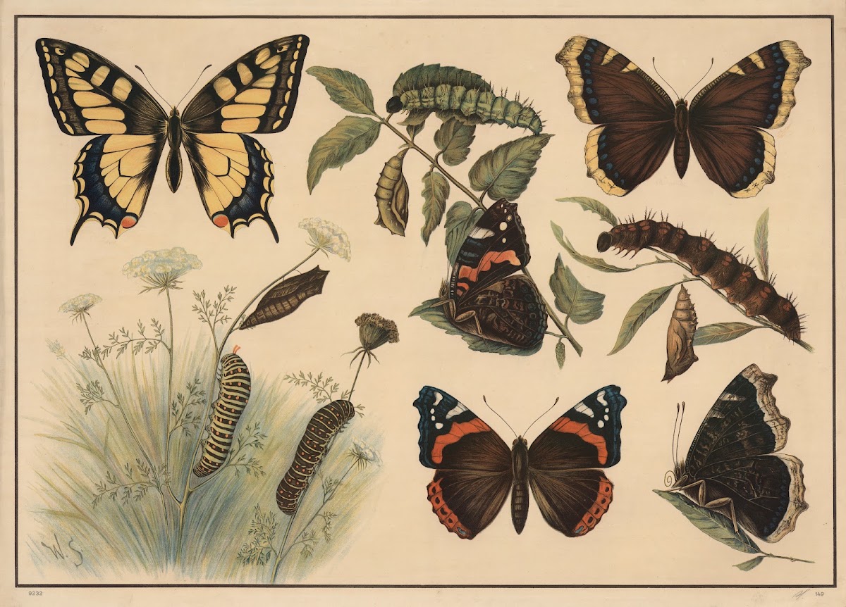 Swallowtail butterflies 1913