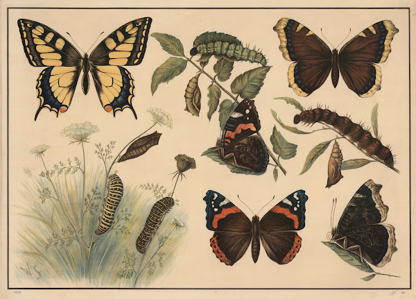 Swallowtail butterflies 1913