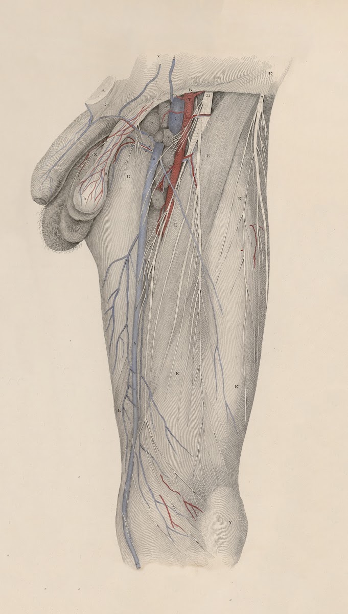 A system of anatomical plates of the human body Pl024 1840