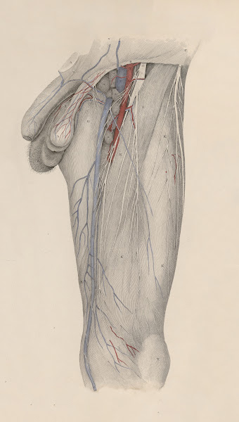 A system of anatomical plates of the human body Pl024 1840