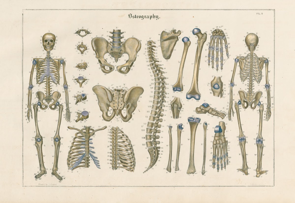 Vertebral bones bones of the chest capular limbs and pelvic bones 1837